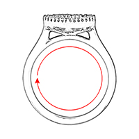 Size / Circumference