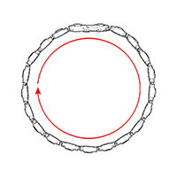 Size / Circumference