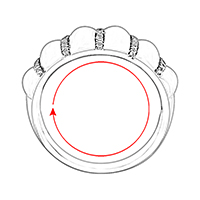 Size / Circumference
